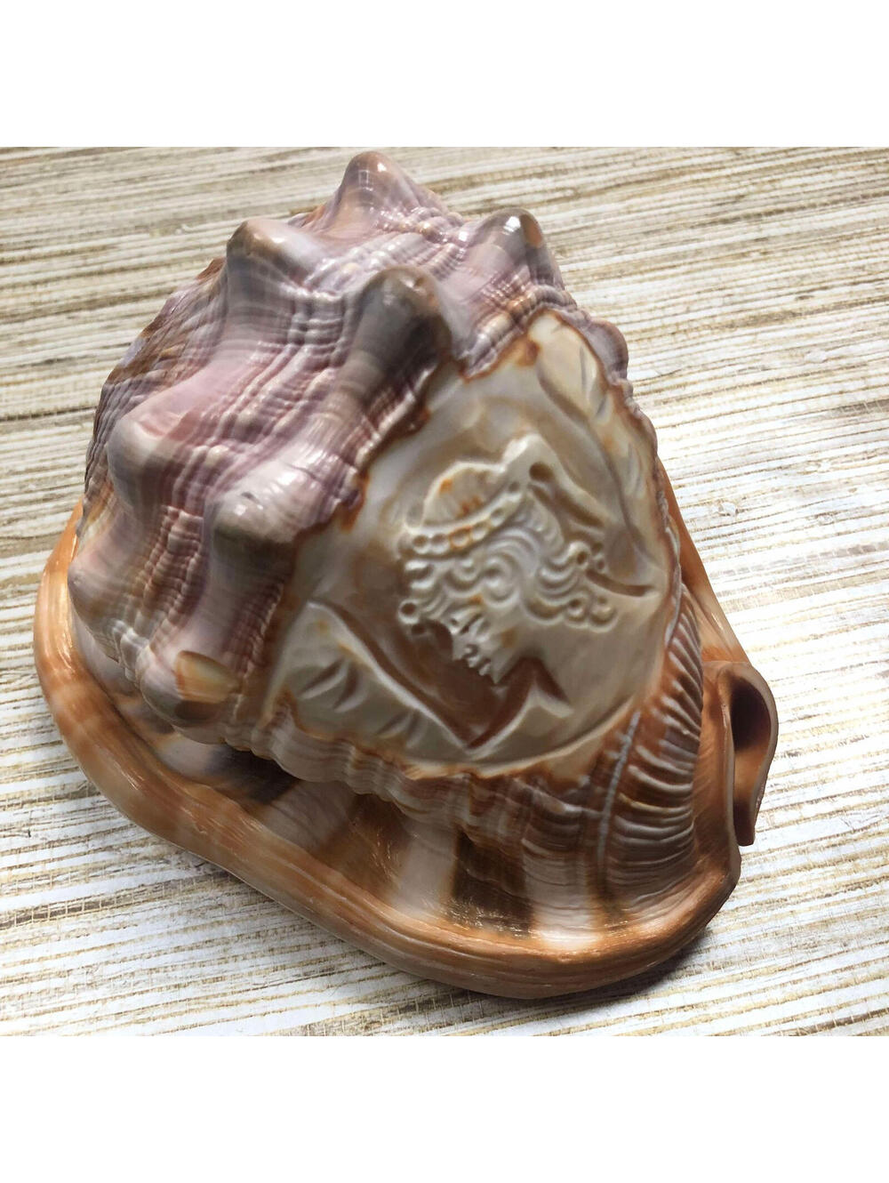 831 M+M Scognamiglio Italy Carved Conch Shell Single Face Cameo